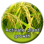 OLCF activate plant growth